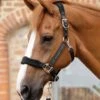 Fleece Padded Horse Head Collar -Premier Equine Fleece Padded Horse Head Collar Black 1