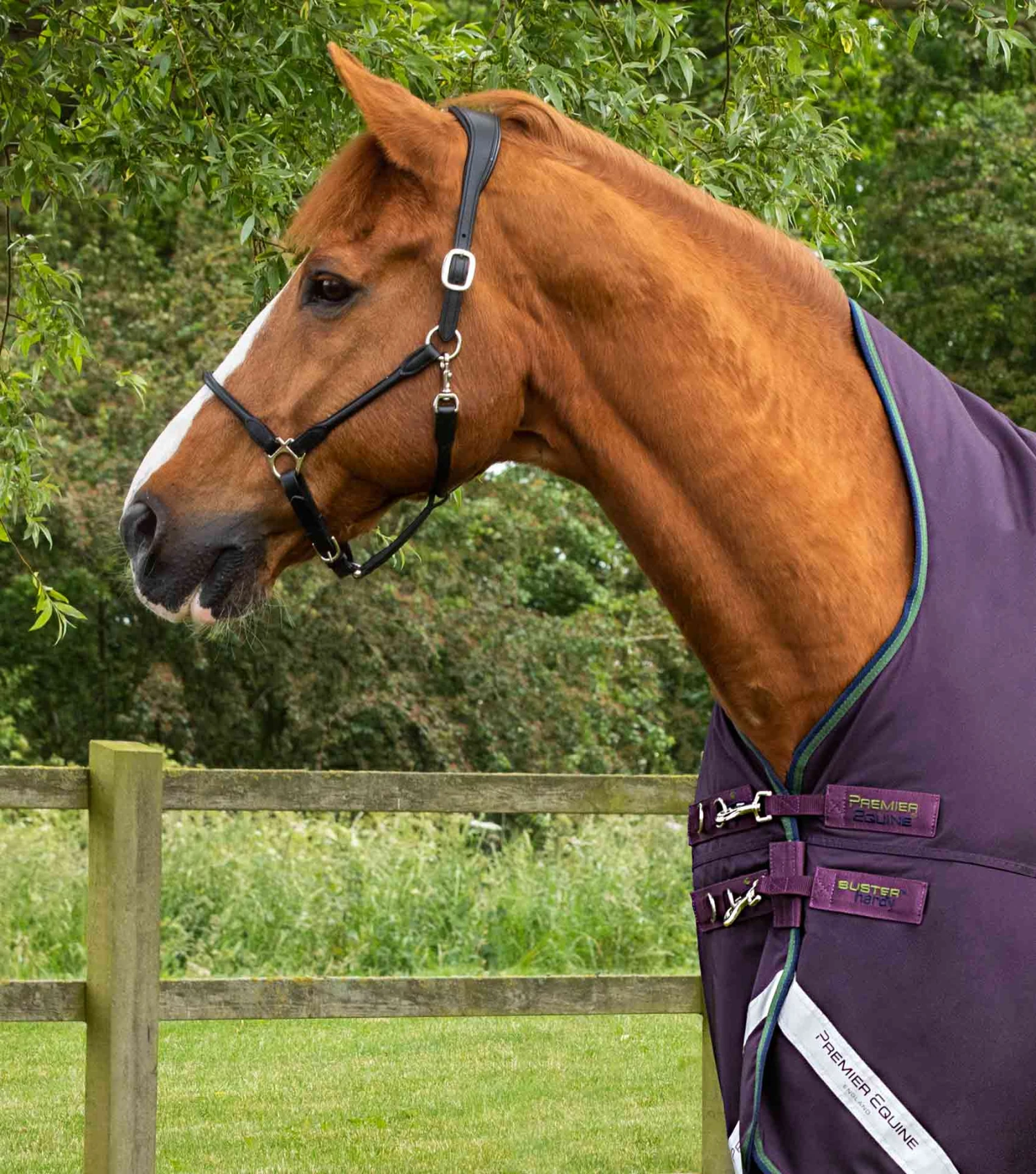 Buster Hardy 100g Half Neck Turnout Rug 4 Buster Hardy 100g Half Neck Turnout Rug - Image 2