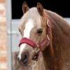 Fleece Padded Pony Head Collar -Premier Equine Pony Padded Fleece Head Collar Burgundy 1