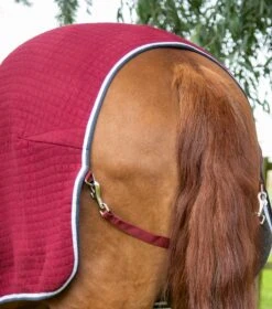 PremTex Horse Cooler Rug -Premier Equine Premtex cooler burgundy 5