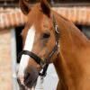 Plain Padded Horse Head Collar 2 Plain Padded Horse Head Collar -Premier Equine plain padded horse head collar black 1