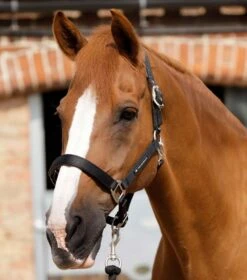 Plain Padded Horse Head Collar